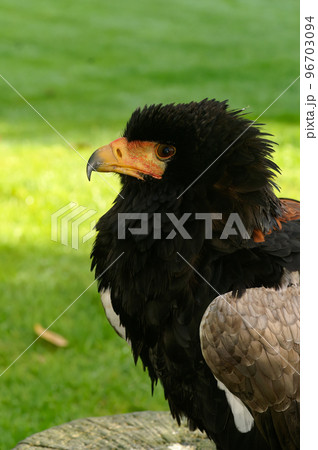 Closeup on a young endangered short-tailed eagle, the bateleur, Terathopius ecaudatus 96703094