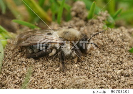 Natural closeup on a grey mining bee, Andrena vaga Natural closeup on a grey mining bee, Andrena vaga 96703105