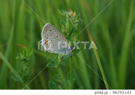Closeup on a colorful Short tailed blue, Everes argiades sitting against a green natural background 96703142