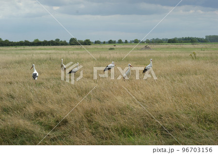 Landscape of an aggregation of Commo storks, Ciconia ciconia, in long grass 96703156