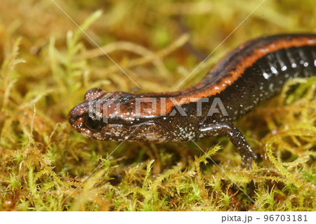 Closeup on a juveile of the endangered Del Norte Salamander , Plethodon elongatus, in North California Closeup on a juveile of the endangered Del Norte Salamander , Plethodon elongatus, in North California 96703181