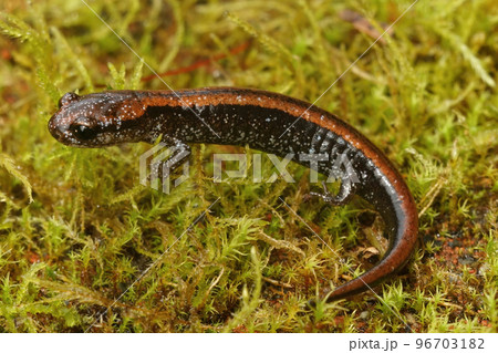 Natural closeup on a colorful red juvenile of the endangered Del Norte Salamander , Plethodon elongatus 96703182