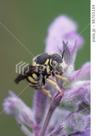 Vertical closeup on the European Yellow rotund resin bee, Anthidiellum strigatum Vertical closeup on the European Yellow rotund resin bee, Anthidiellum strigatum 96703184