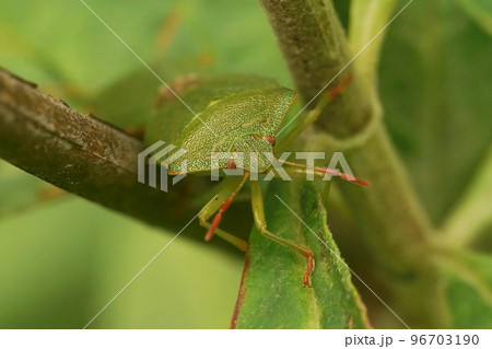 Closeup on the green shieldbug, Palomena prasina sitting on a green leaf 96703190