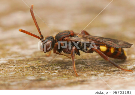 Closeup on a of a female cuckoo Nomad bee, Nomada panzeri, resting on wood 96703192