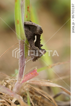Closeup on a Dewick's Plusia moth, Macdunnoughia confusa 96703197