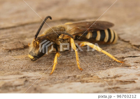 Closeup shot of a male great banded furrow bee, Halictus scabios 96703212