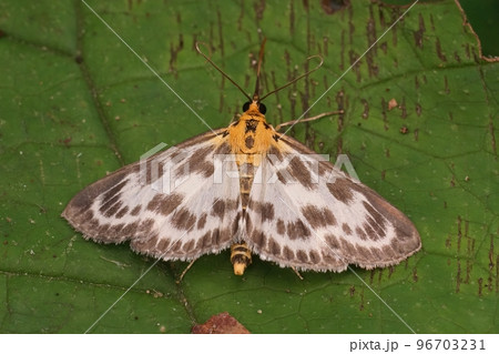 Closeup on the colorful white brown Anania hortulata geometer moth with open wings 96703231