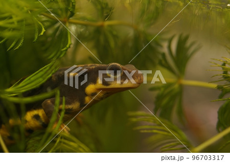 Closeup on the Japanese endangered Riu-Kiu sword-tailed newt, Cynops ensicauda ensicauda 96703317