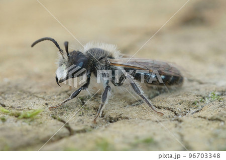 Closeup of a male red-bellied miner mining bee, Andrena ventralis, sitting on wood 96703348