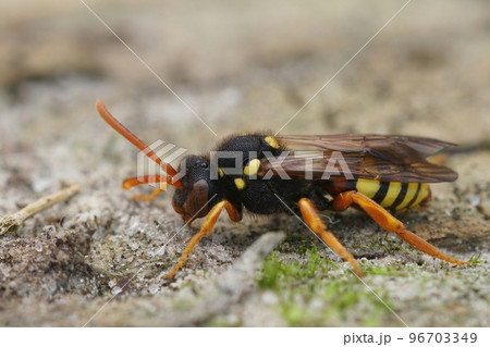 Closeup on a female Painted nomad bee, Nomada fucata sitting on a piece of wood 96703349