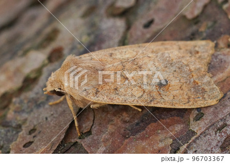 Closeup on the Brick owlet moth, Agrochola circellaris on wood Closeup on the Brick owlet moth, Agrochola circellaris on wood 96703367