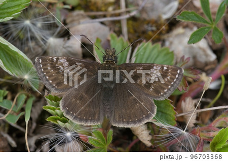 Closeup of the small brown Dingy skipper butterfly, Erynnis tages sitting on the ground Closeup of the small brown Dingy skipper butterfly, Erynnis tages sitting on the ground 96703368