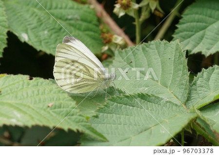 Closeup on fresh emerged Green-veined White, Pieris napi, sitting with closed wings 96703378