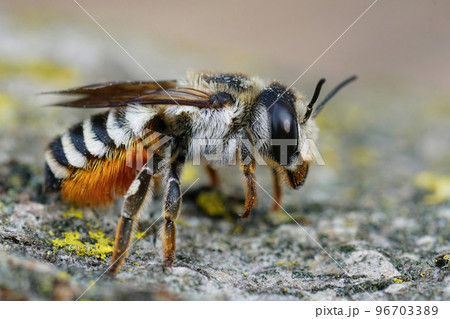 Closeup of a colorful large female white sectioned leafcutter bee, Megachile albisecta 96703389