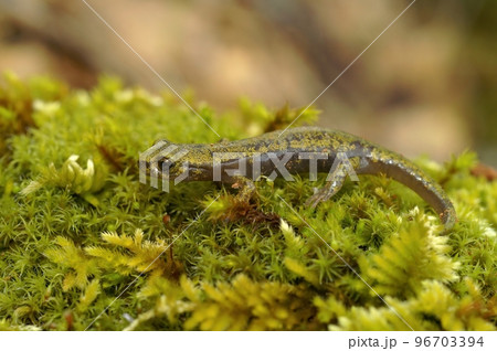 Closeup on green endangered juvenile limestone salamander, Hydromantes brunus sitting on green moss 96703394