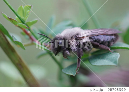 Shallow focus closeup on a female grey-backed mining bee, Andrena vaga sitting in the vegetation 96703399