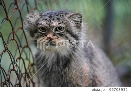 Pallas's cat - Otocolobus manul - resting near wired fence in zoo, closeup detail to head Pallas's cat - Otocolobus manul - resting near wired fence in zoo, closeup detail to head 96703932