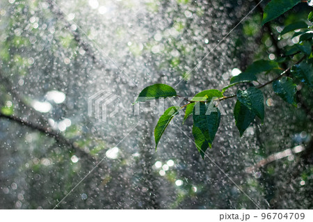 Green twig under water splashing out of water sprinkler. Fresh summer background. Waterdrops. Green twig under water splashing out of water sprinkler. Fresh summer background. Waterdrops. 96704709
