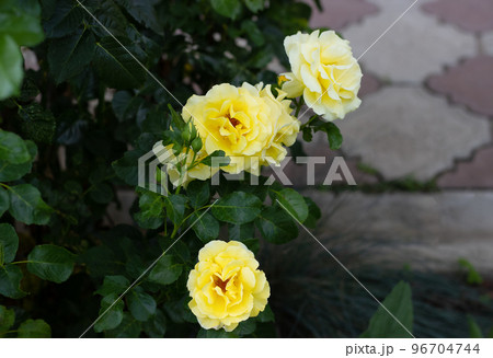 Close-up of yellow roses on a dark green background. Close-up of yellow roses on a dark green background. 96704744