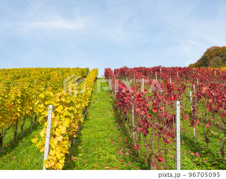 Weinfelden, Switzerland - October 29th 2022: Red and yellow rows of grapevines under the blue sky 96705095