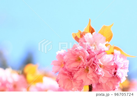 夙川公園 96705724