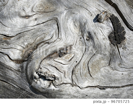 abstract surface of a wooden part of a tree 96705725