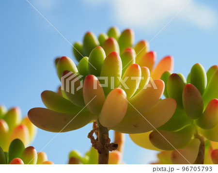 紅葉の始まった多肉植物乙女心 96705793
