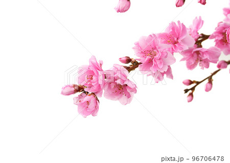 桃の花 桃の花 96706478