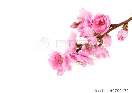 桃の花 96706479