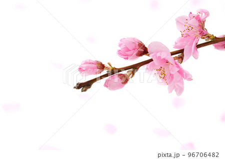 桃の花 96706482