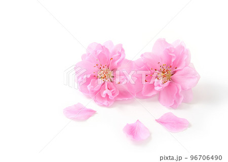 桃の花びら 96706490