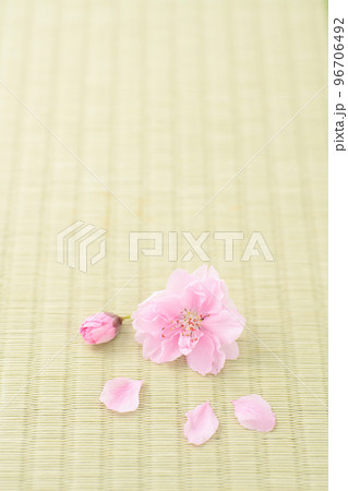畳の上に散った桃の花びら 畳の上に散った桃の花びら 96706492