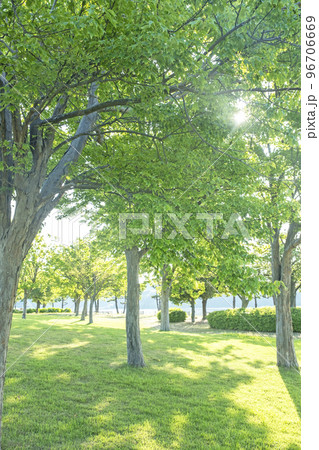 新緑の公園　木陰　エコイメージ 96706669