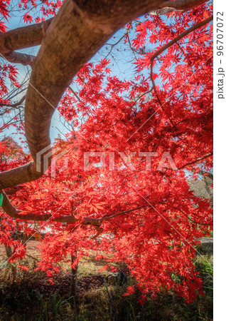 茨城県水戸市　茨城県立歴史館のイチョウ並木と紅葉 96707072