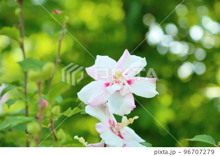 ムクゲの花 ムクゲの花 96707279