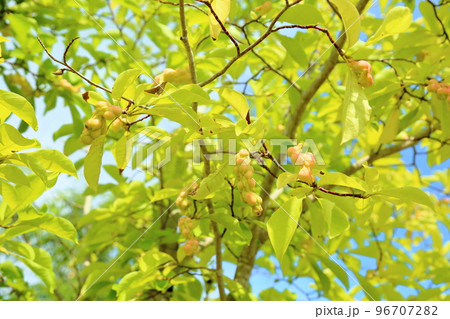 コブシの実 96707282