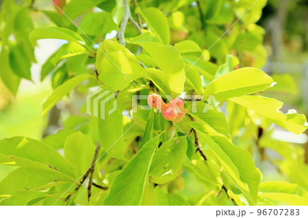 コブシの実 96707283