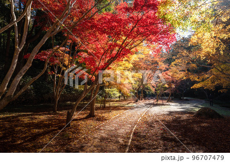 茨城県水戸市　秋のもみじ谷の紅葉ロード 96707479