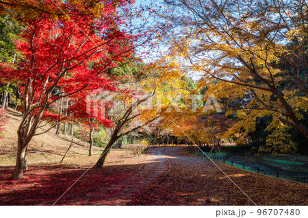 茨城県水戸市　秋のもみじ谷の紅葉ロード 96707480