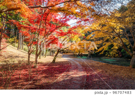 茨城県水戸市　秋のもみじ谷の紅葉ロード 96707483