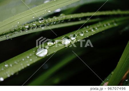 朝露の写真素材 [96707496] - PIXTA