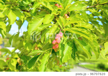 コブシの実 96707820