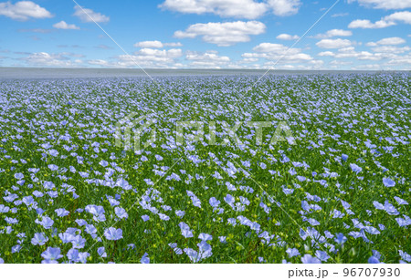 A field of flax blooming with blue flowers under a blue sky with white feathery clouds 96707930