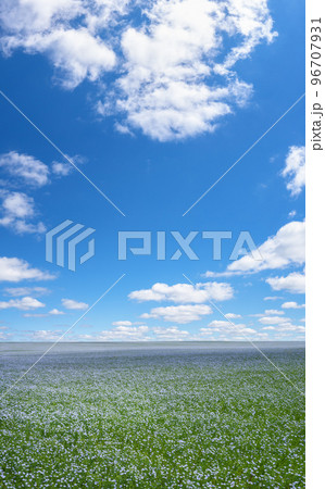 A field of flax blooming with blue flowers under a blue sky with white feathery clouds 96707931