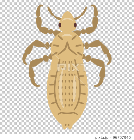 蝨子的插圖 96707940