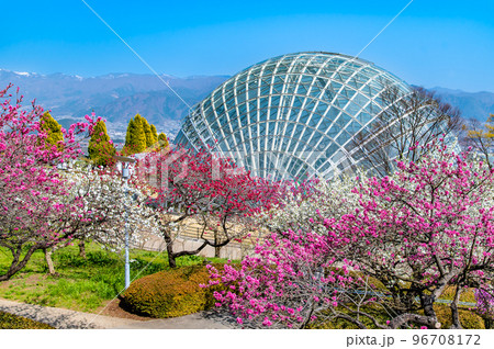 山梨県 春の花咲く笛吹川フルーツ公園 96708172