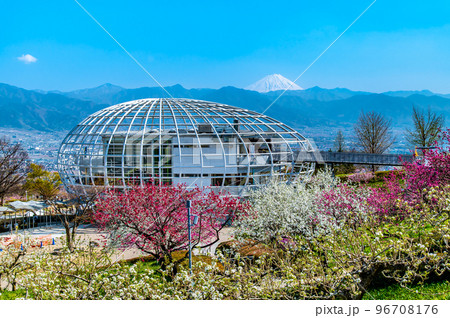 山梨県 春の花咲く笛吹川フルーツ公園 山梨県 春の花咲く笛吹川フルーツ公園 96708176