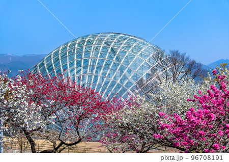 山梨県 春の花咲く笛吹川フルーツ公園 山梨県 春の花咲く笛吹川フルーツ公園 96708191
