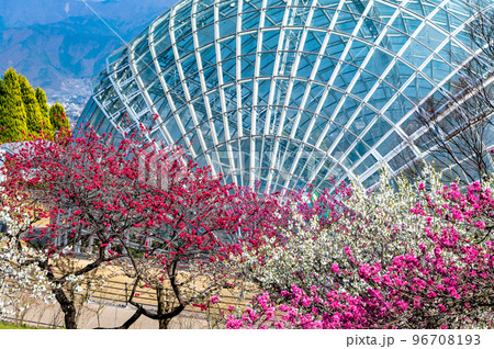 山梨県 春の花咲く笛吹川フルーツ公園 山梨県 春の花咲く笛吹川フルーツ公園 96708193